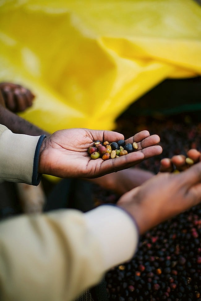 What's Coffee Processing?