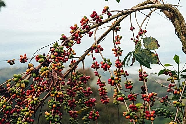 Coffee cherries on tree
