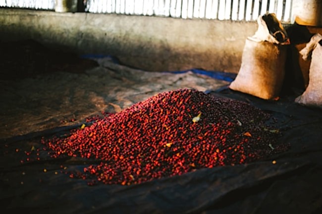 Wush Wush Or Gesha? Exploring Five Rare Coffee Varietals