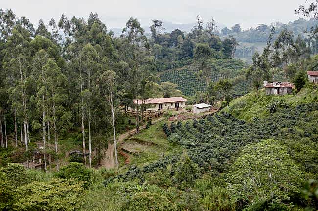 Origin 20 | Brewing Atlas Decaf