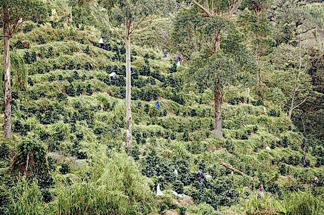Origin 20 | Brewing Los Altos